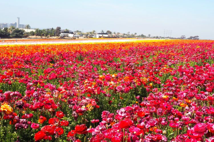 Headed to SoCal and looking for info about the Carlsbad Flower Fields? I'm sharing everything you need to know about the best spring activity in California!