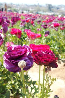 Headed to SoCal and looking for info about the Carlsbad Flower Fields? I'm sharing everything you need to know about the best spring activity in California!