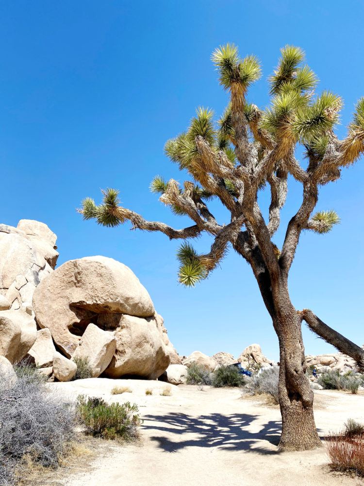 Day trip to Joshua Tree itinerary