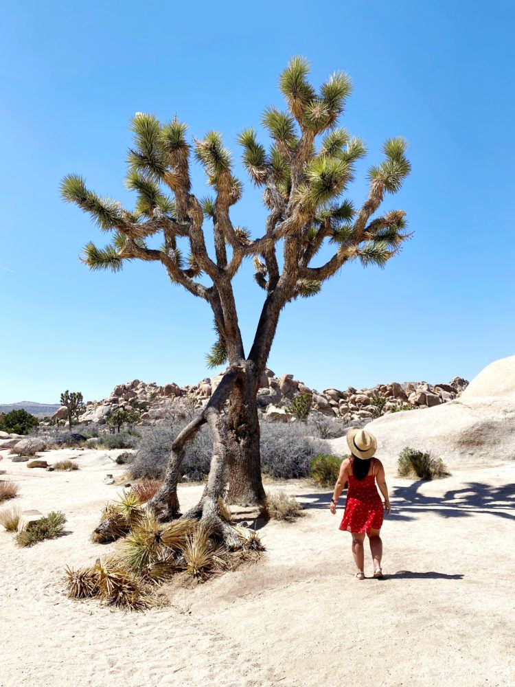 Day trip to Joshua Tree itinerary