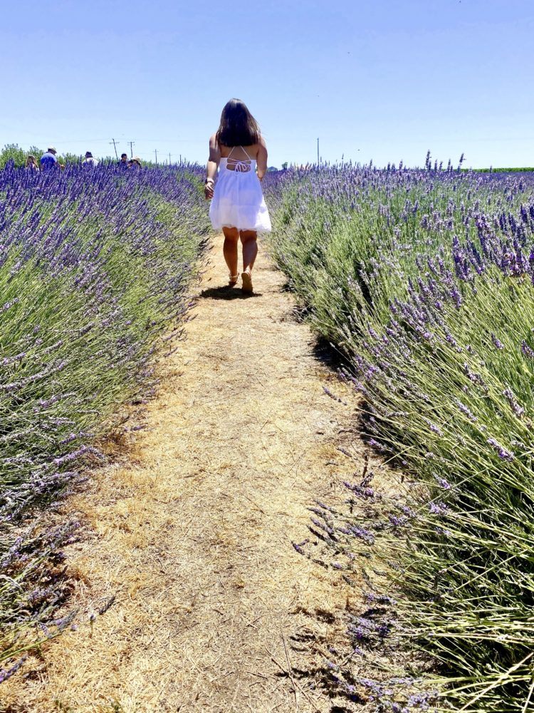 Araceli Farms best Best California Lavender Fields