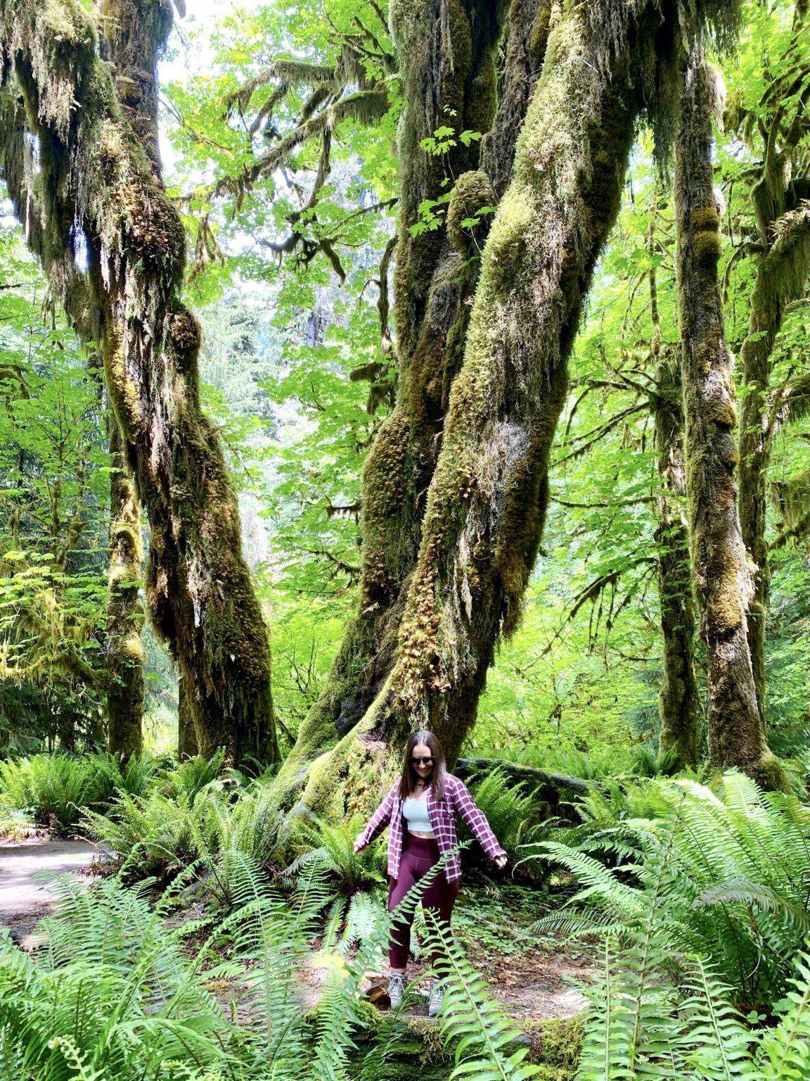 Hall Of Mosses Trail In Olympic National Park What You Need To Know