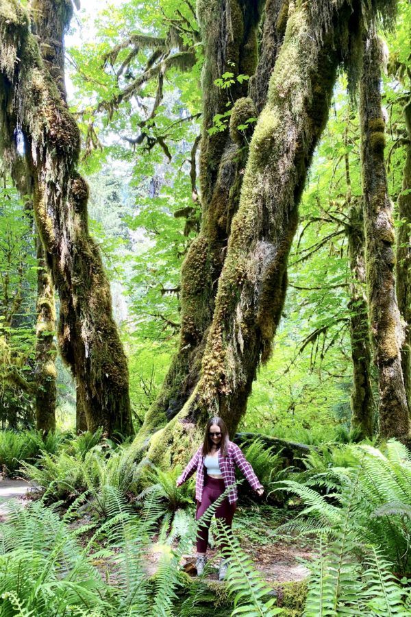 Hall of Mosses trail in Hoh Rainforest Olympic National Park