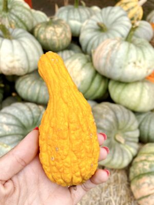 The Best Pumpkin Patches and Farms in Half Moon Bay
