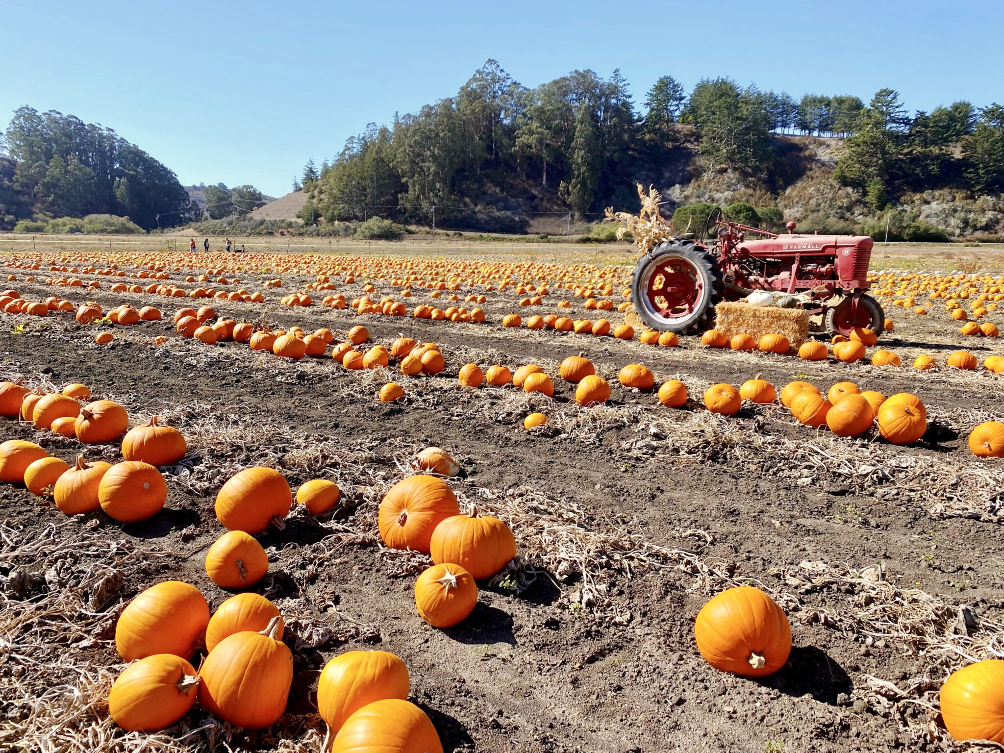 Pumpkin Patches in Half Moon Bay: My Favorite Fall Pumpkin Farms