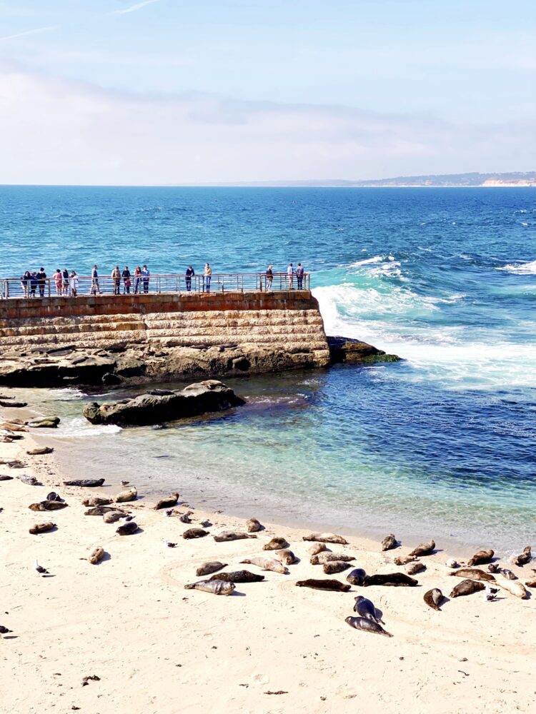 La Jolla, San Diego, California: Photos & Trip Report