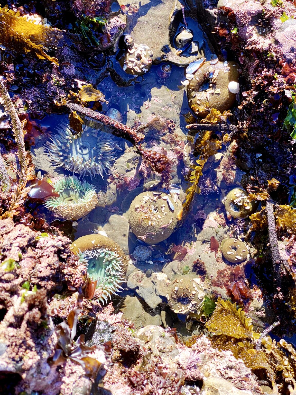 Best Hikes in Half Moon Bay: Coastal Bluffs + Redwood Forests