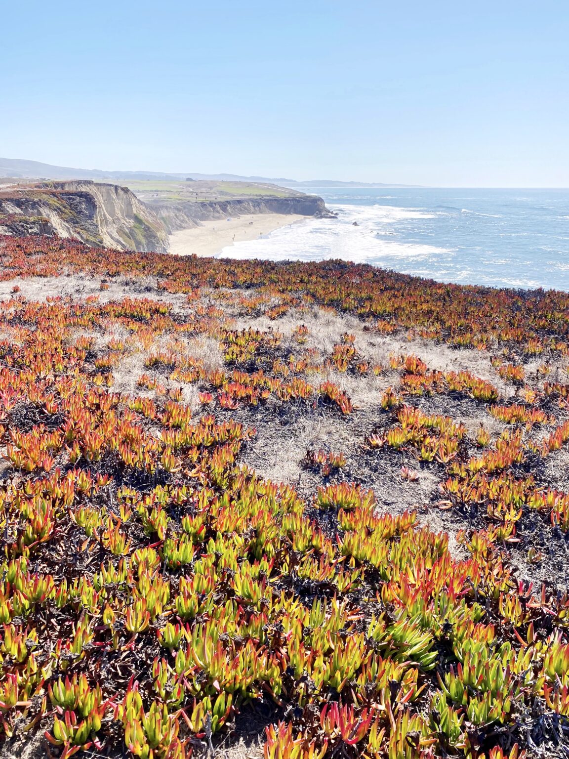 Best Hikes in Half Moon Bay Coastal Bluffs + Redwood Forests