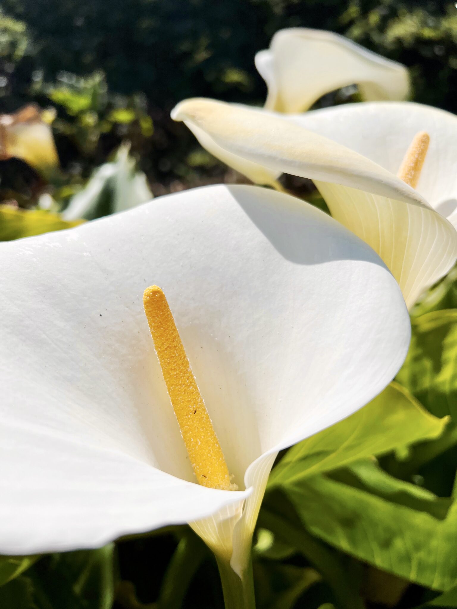 Calla Lily Valley in Big Sur Location, Bloom Season, and More Tips