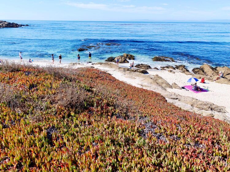 Best 17 Mile Drive Stops