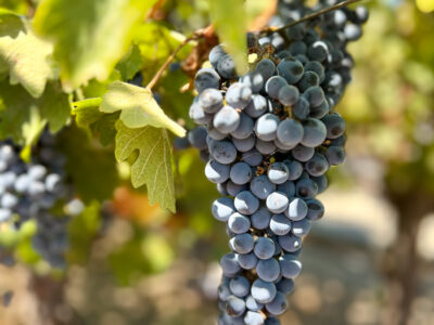 The Perfect Napa Valley Itinerary
