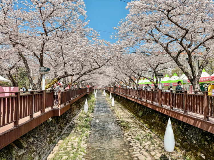 Jinhae Cherry Blossom Festival South Korea day trip