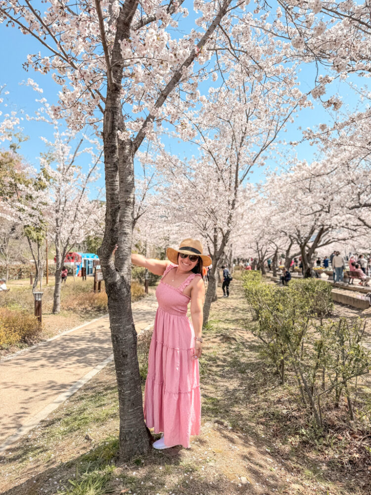 Jinhae Cherry Blossom Festival South Korea day trip