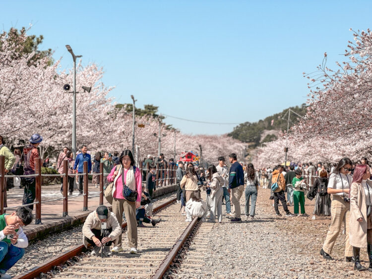Jinhae Cherry Blossom Festival South Korea day trip