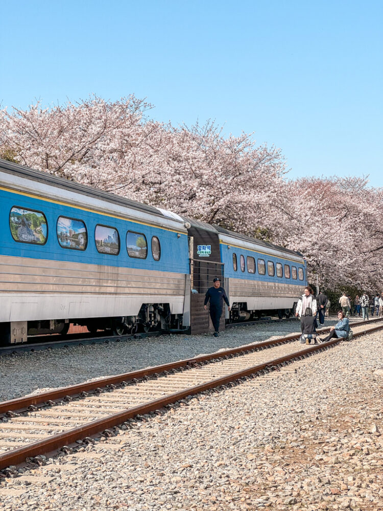 Jinhae Cherry Blossom Festival South Korea day trip