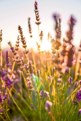 Provence itinerary