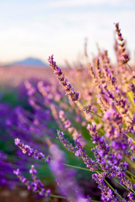 Provence itinerary