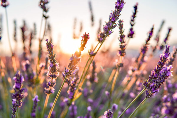 Provence itinerary