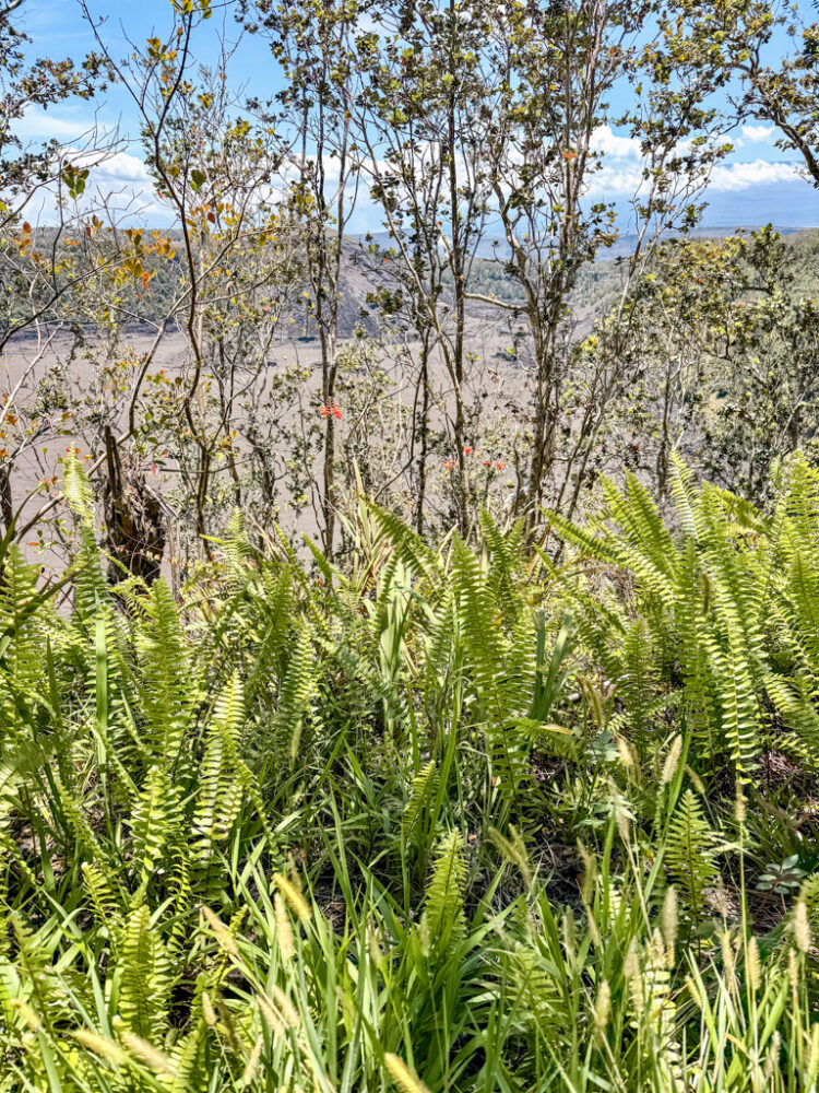 one day in Hawaii Volcanoes National Park