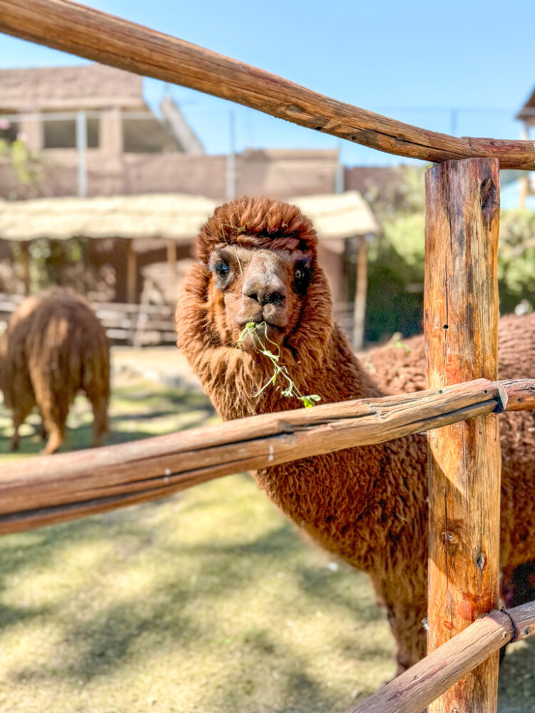 one day in Arequipa Peru